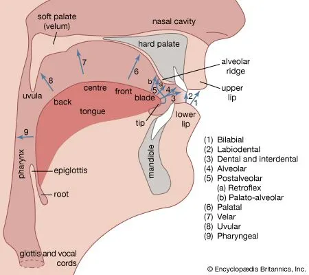 Diagram showing the human speech organs including lungs, larynx, tongue, lips, and vocal tract