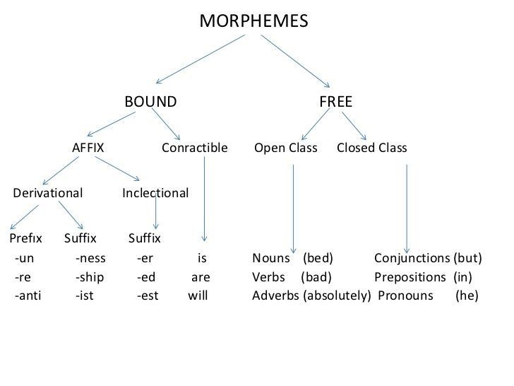 Diagram showing word structure with roots, prefixes, suffixes, and morpheme boundaries