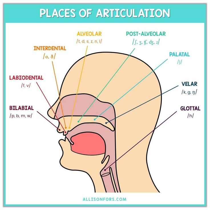 Chart showing different places of articulation in the vocal tract from bilabial to glottal